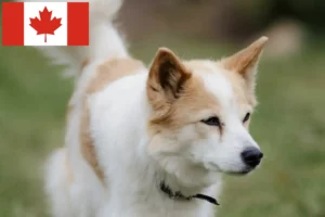 Read more about the article Norrbottenspitz breeders and puppies in Canada