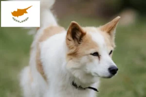 Read more about the article Norrbottenspitz breeders and puppies in Cyprus