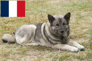 Read more about the article Norwegian Elkhound breeders and puppies in France