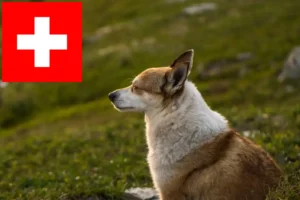 Read more about the article Norwegian Lundehund breeders and puppies in Switzerland