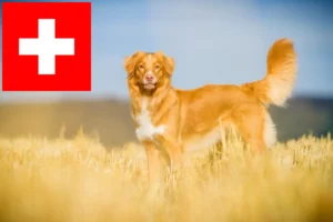 Read more about the article Nova Scotia Duck Tolling Retriever breeders and puppies in Switzerland