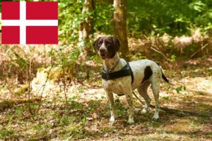 Read more about the article Old Danish Pointing Dog Breeder and Puppies in Denmark