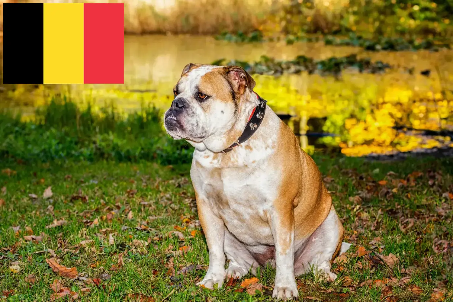 Read more about the article Olde English Bulldog breeders and puppies in Belgium