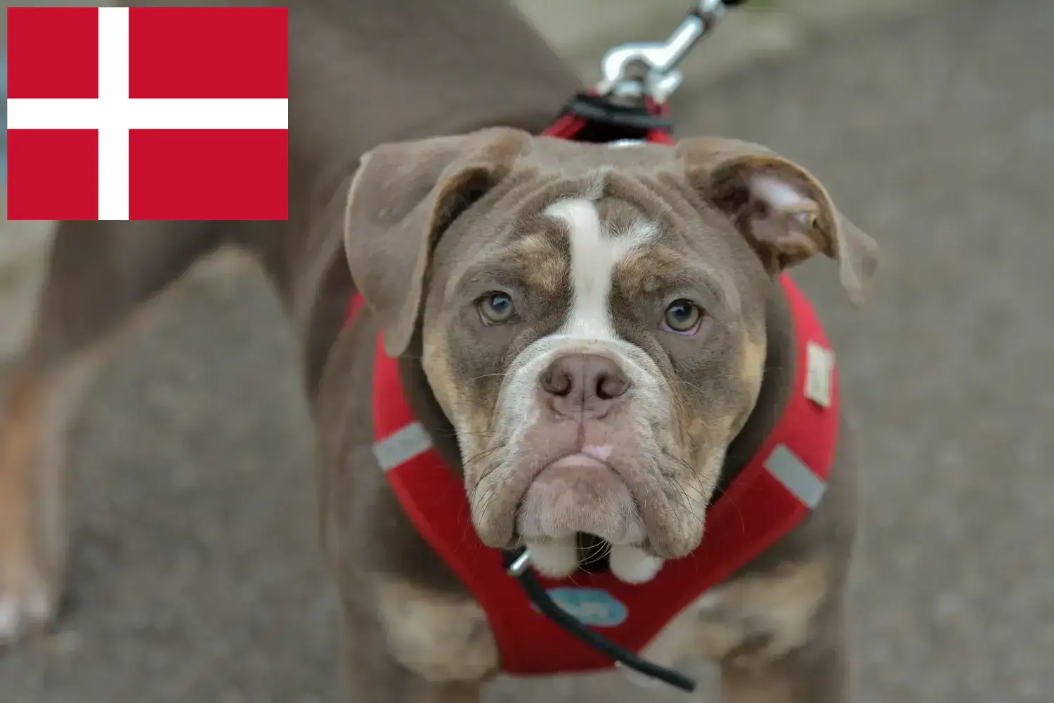 Read more about the article Olde English Bulldog breeders and puppies in Denmark