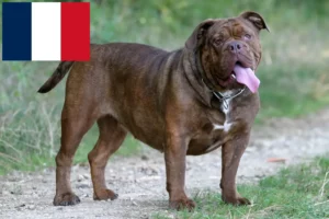 Read more about the article Olde English Bulldog breeders and puppies in France