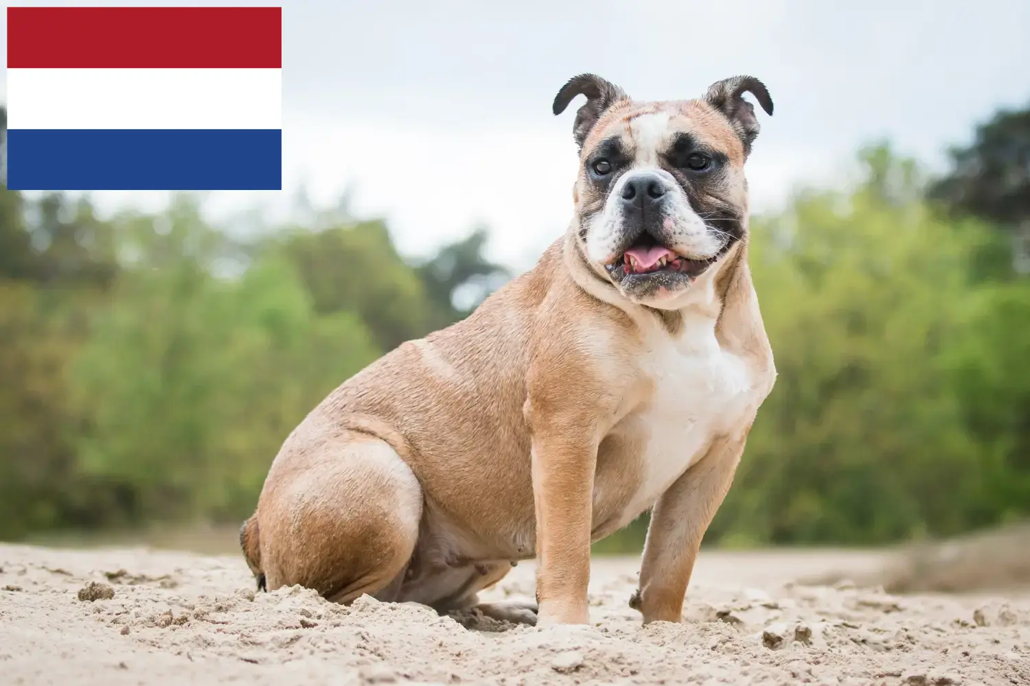 Read more about the article Olde English Bulldog breeders and puppies in the Netherlands