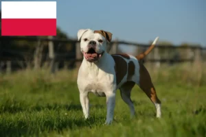 Read more about the article Olde English Bulldog breeders and puppies in Poland
