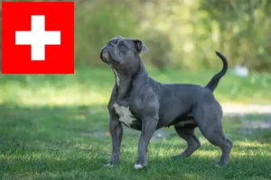 Read more about the article Olde English Bulldog breeders and puppies in Switzerland