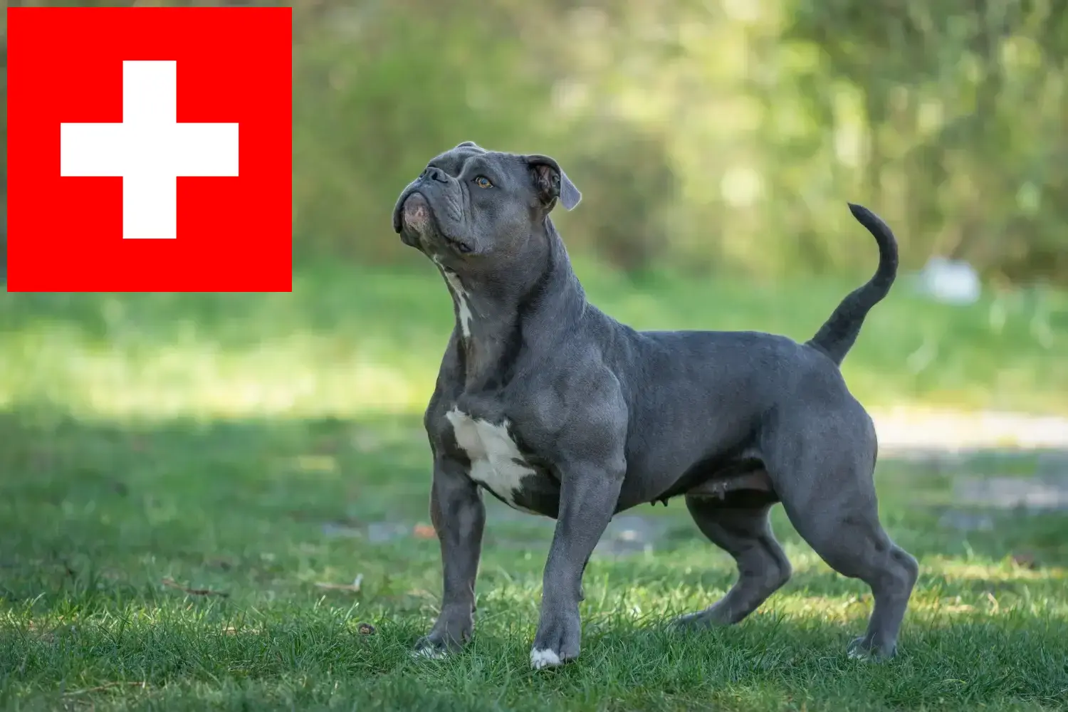 Read more about the article Olde English Bulldog breeders and puppies in Switzerland