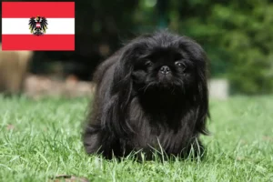 Read more about the article Pekingese breeders and puppies in Austria