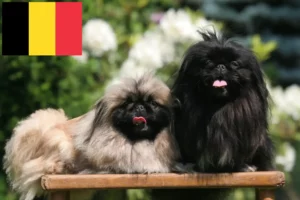 Read more about the article Pekingese breeders and puppies in Belgium