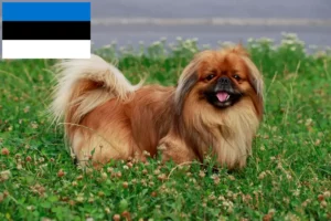 Read more about the article Pekingese breeders and puppies in Estonia