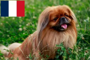 Read more about the article Pekingese breeders and puppies in France