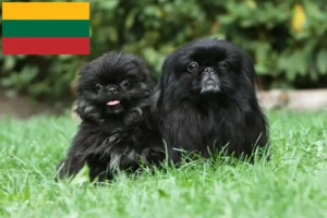 Read more about the article Pekingese breeders and puppies in Lithuania