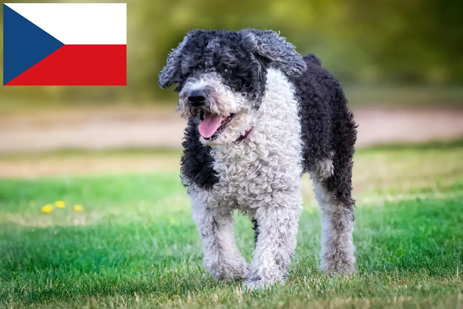 Read more about the article Perro de Agua Español breeders and puppies in the Czech Republic