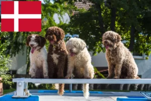 Read more about the article Perro de Agua Español breeders and puppies in Denmark