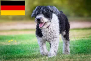 Read more about the article Perro de Agua Español breeders and puppies in Germany