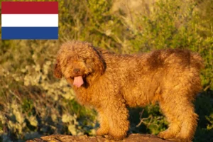 Read more about the article Perro de Agua Español breeders and puppies in the Netherlands