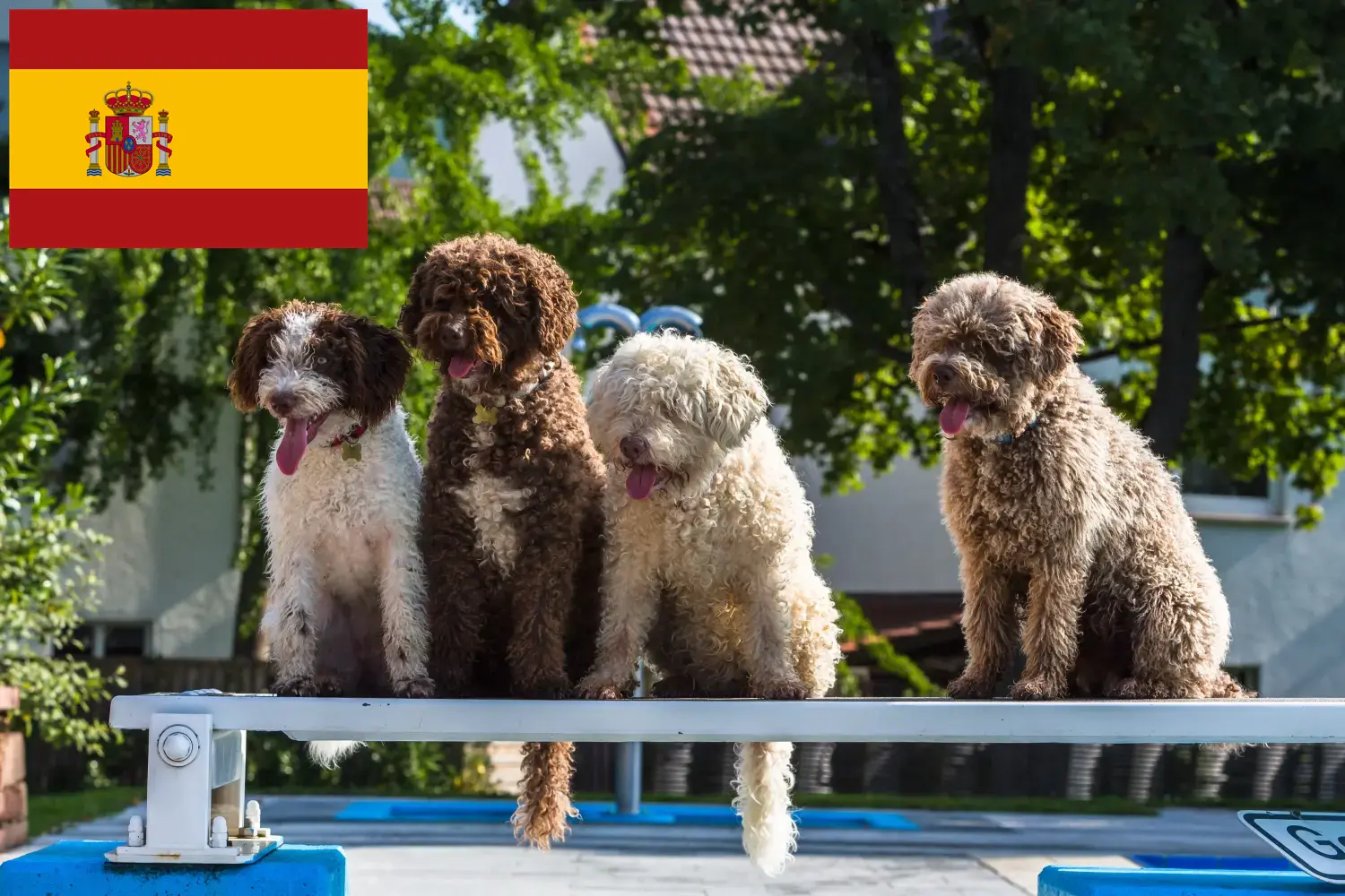 Read more about the article Perro de Agua Español breeders and puppies in Spain