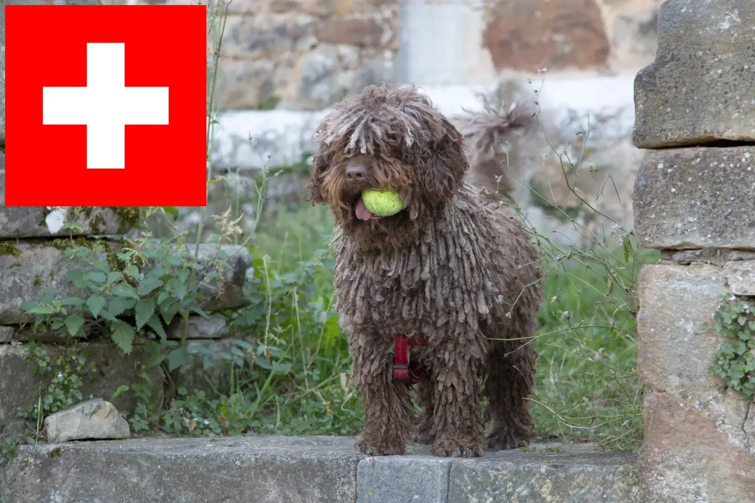 Read more about the article Perro de Agua Español breeders and puppies in Switzerland