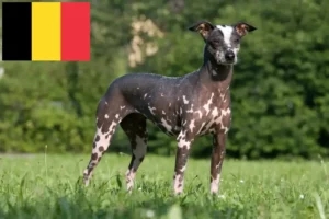 Read more about the article Peruvian Hairless Dog Breeder and Puppies in Belgium