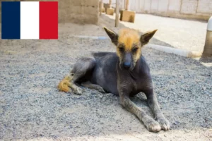 Read more about the article Peruvian Hairless Dog Breeder and Puppies in France