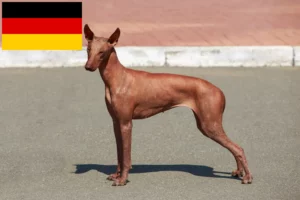 Read more about the article Peruvian Hairless Dog Breeder and Puppies in Germany