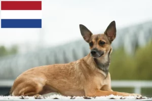 Read more about the article Peruvian Hairless Dog Breeder and Puppies in the Netherlands