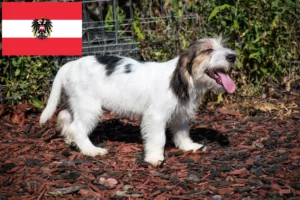 Read more about the article Petit Basset Griffon Vendéen breeders and puppies in Austria