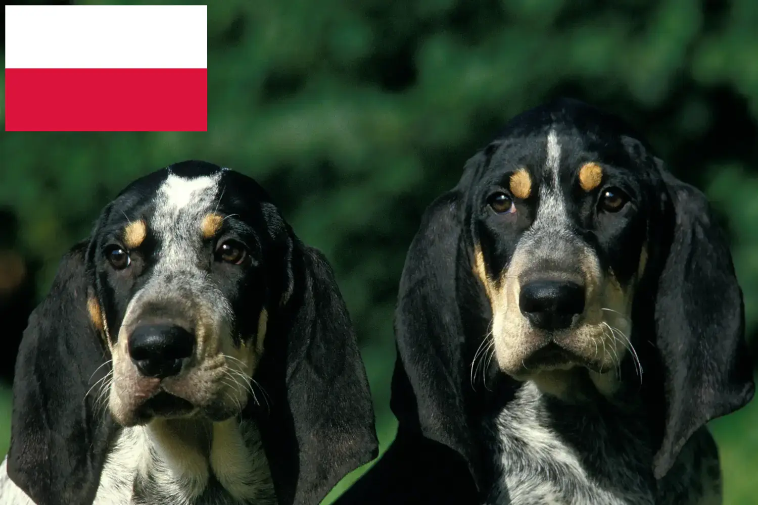 Read more about the article Petit Bleu de Gascogne breeders and puppies in Poland