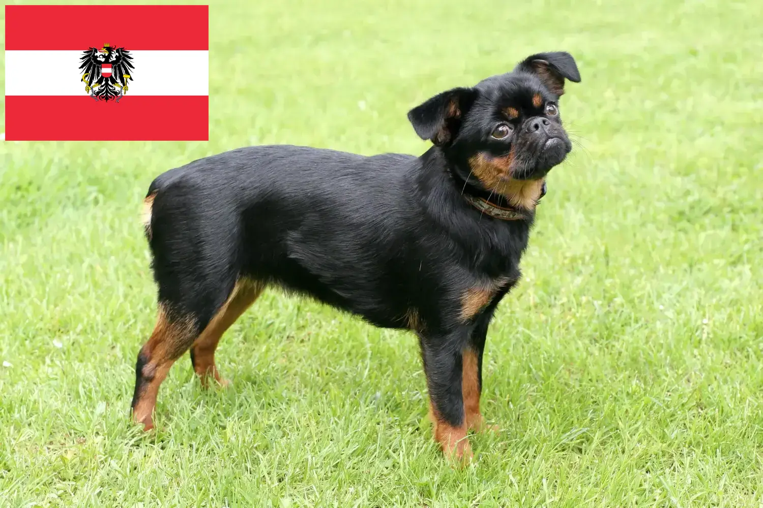 Read more about the article Petit Brabançon breeders and puppies in Austria