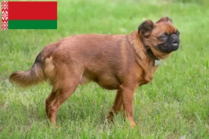 Read more about the article Petit Brabançon breeders and puppies in Belarus