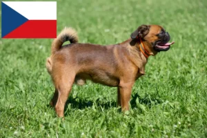 Read more about the article Petit Brabançon breeders and puppies in the Czech Republic