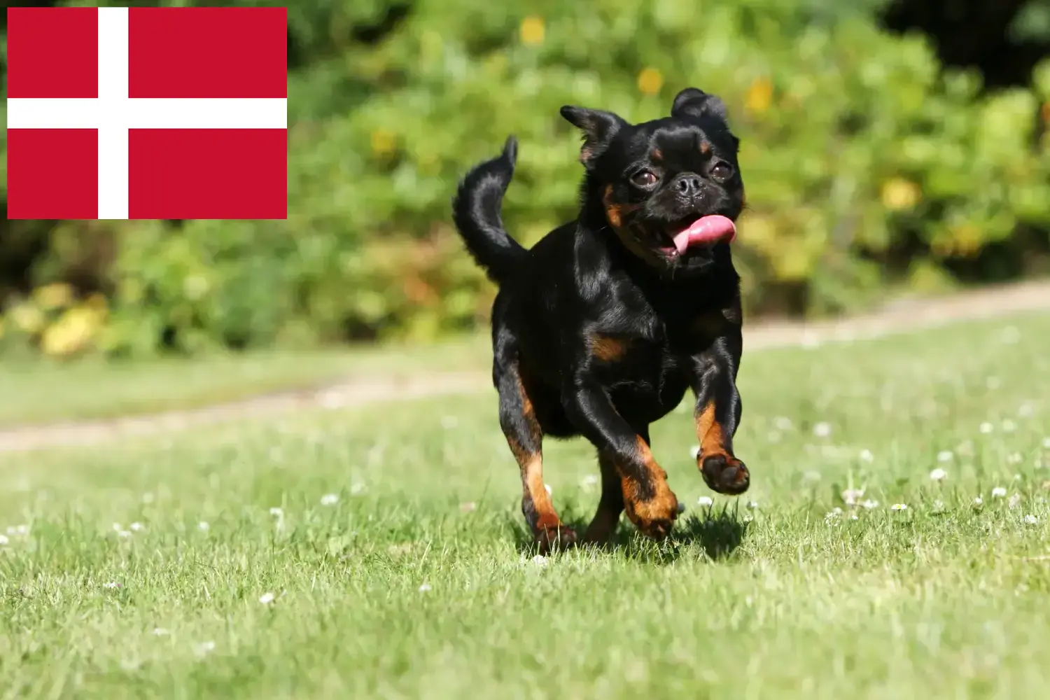 Read more about the article Petit Brabançon breeders and puppies in Denmark