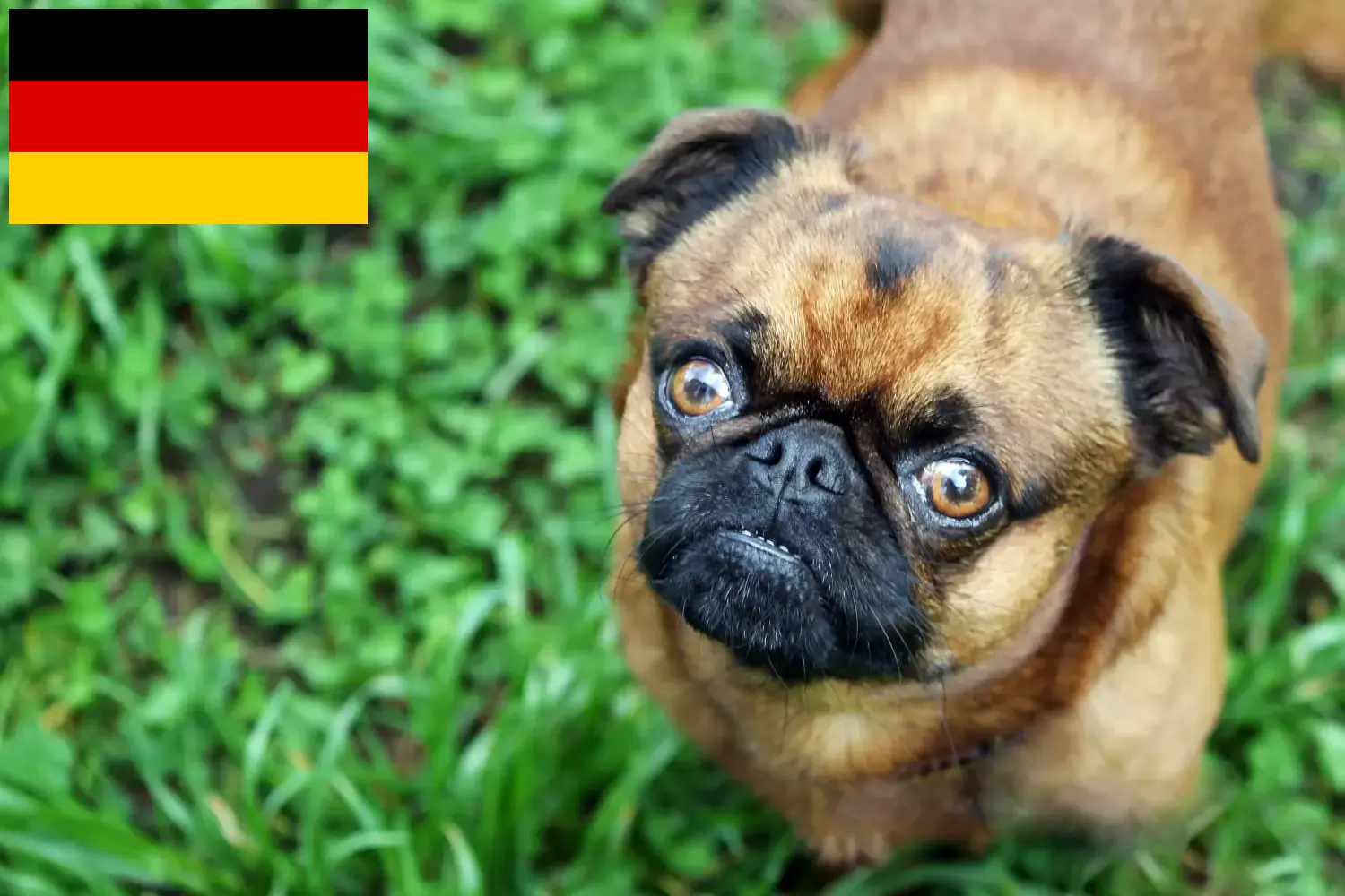 Read more about the article Petit Brabançon breeders and puppies in Germany