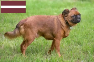 Read more about the article Petit Brabançon breeders and puppies in Latvia