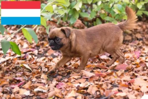 Read more about the article Petit Brabançon breeders and puppies in Luxembourg