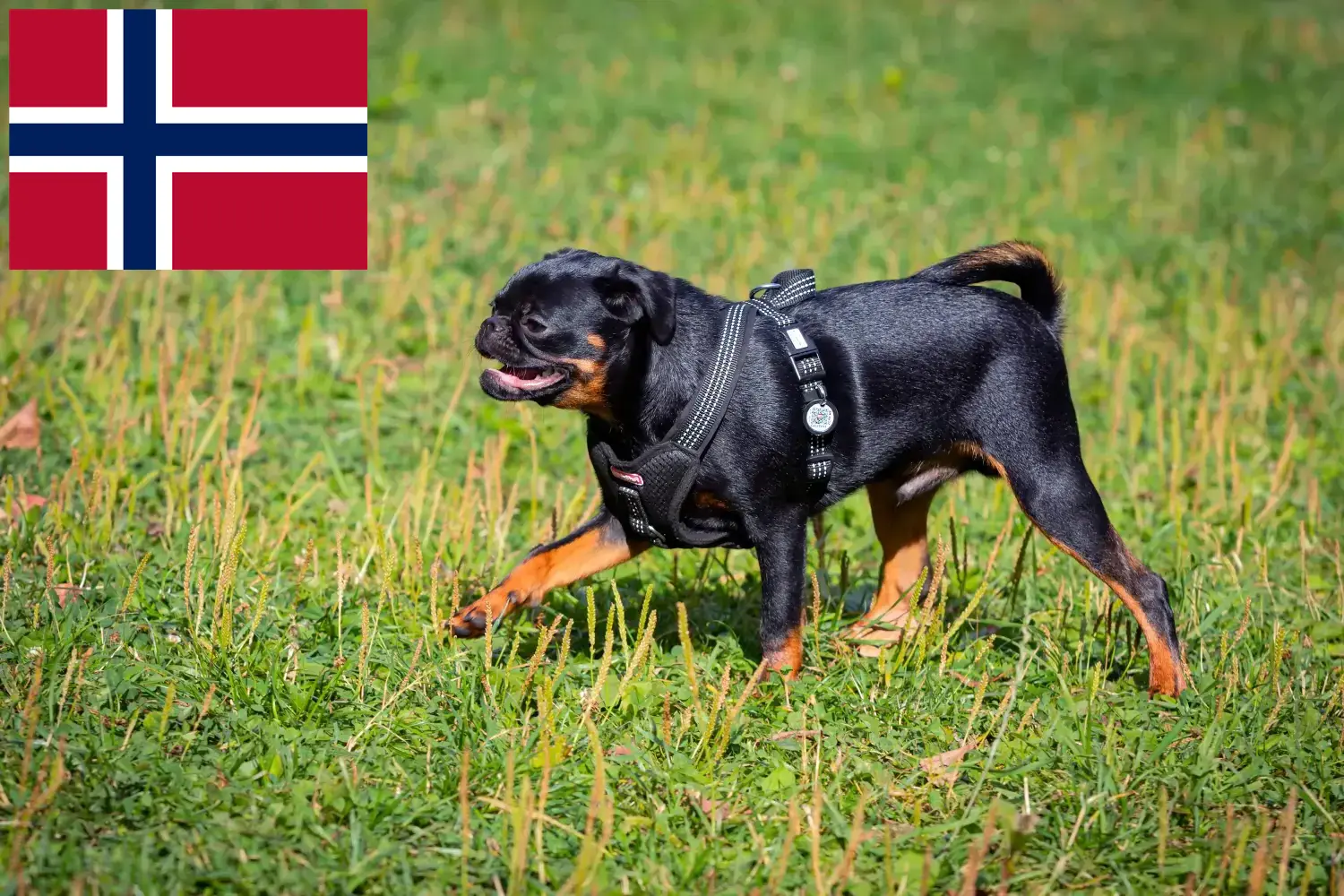 Read more about the article Petit Brabançon breeders and puppies in Norway