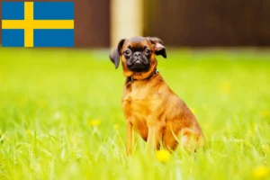 Read more about the article Petit Brabançon breeders and puppies in Sweden