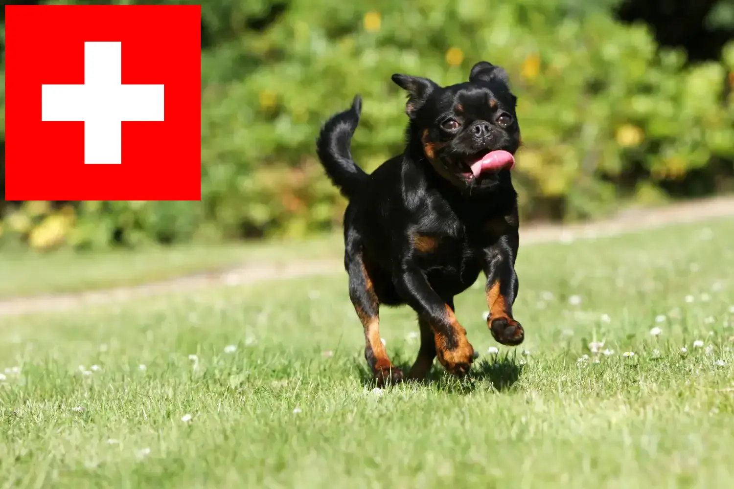 Read more about the article Petit Brabançon breeders and puppies in Switzerland