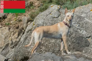 Read more about the article Podenco breeders and puppies in Belarus