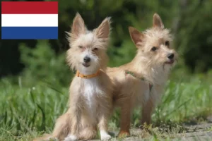 Read more about the article Podenco breeders and puppies in the Netherlands