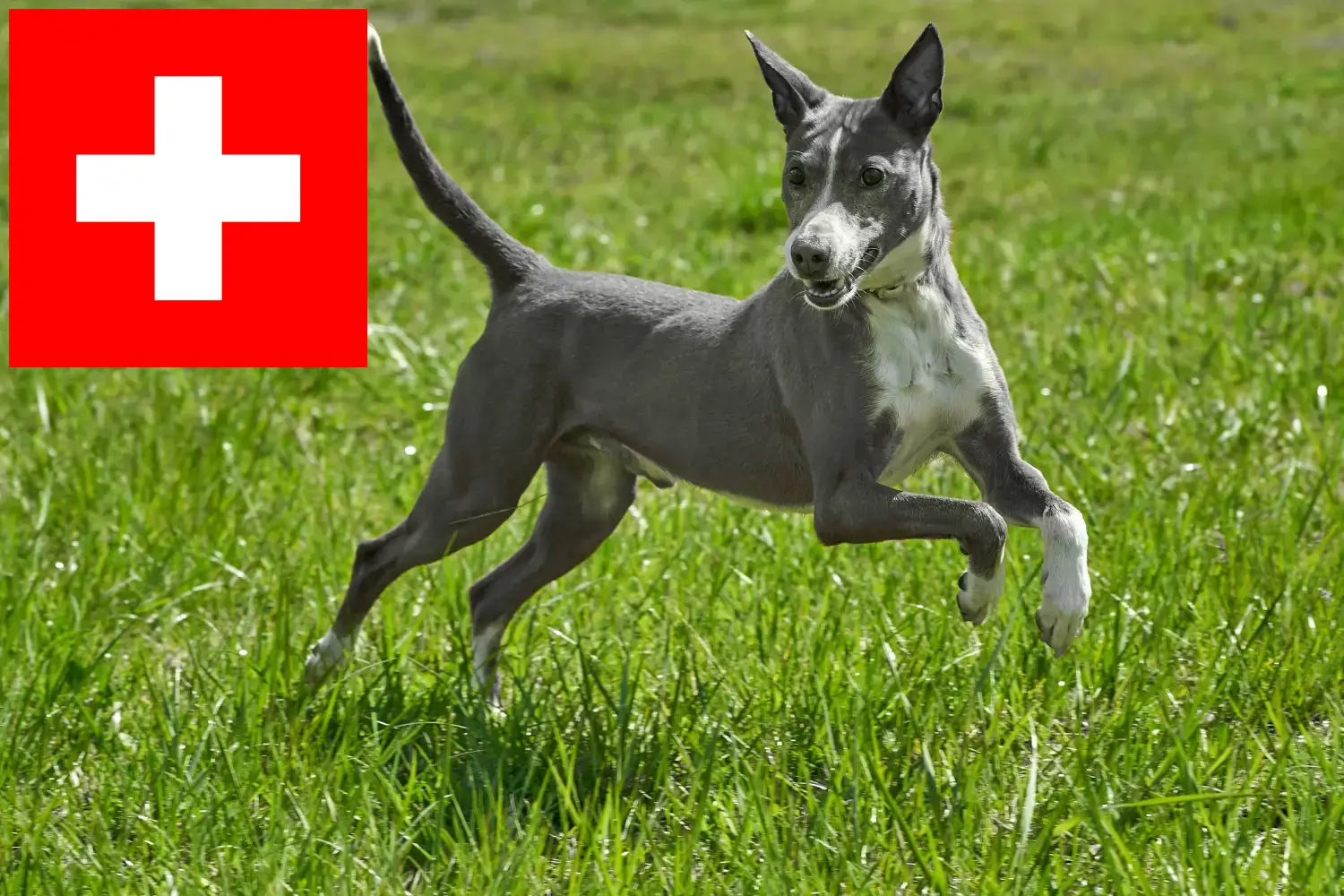 Read more about the article Podenco breeders and puppies in Switzerland