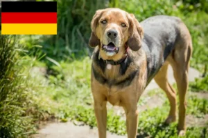 Read more about the article Polish Bracke breeders and puppies in Germany