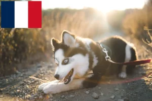 Read more about the article Pomsky breeders and puppies in France
