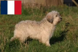 Read more about the article PON breeders and puppies in France