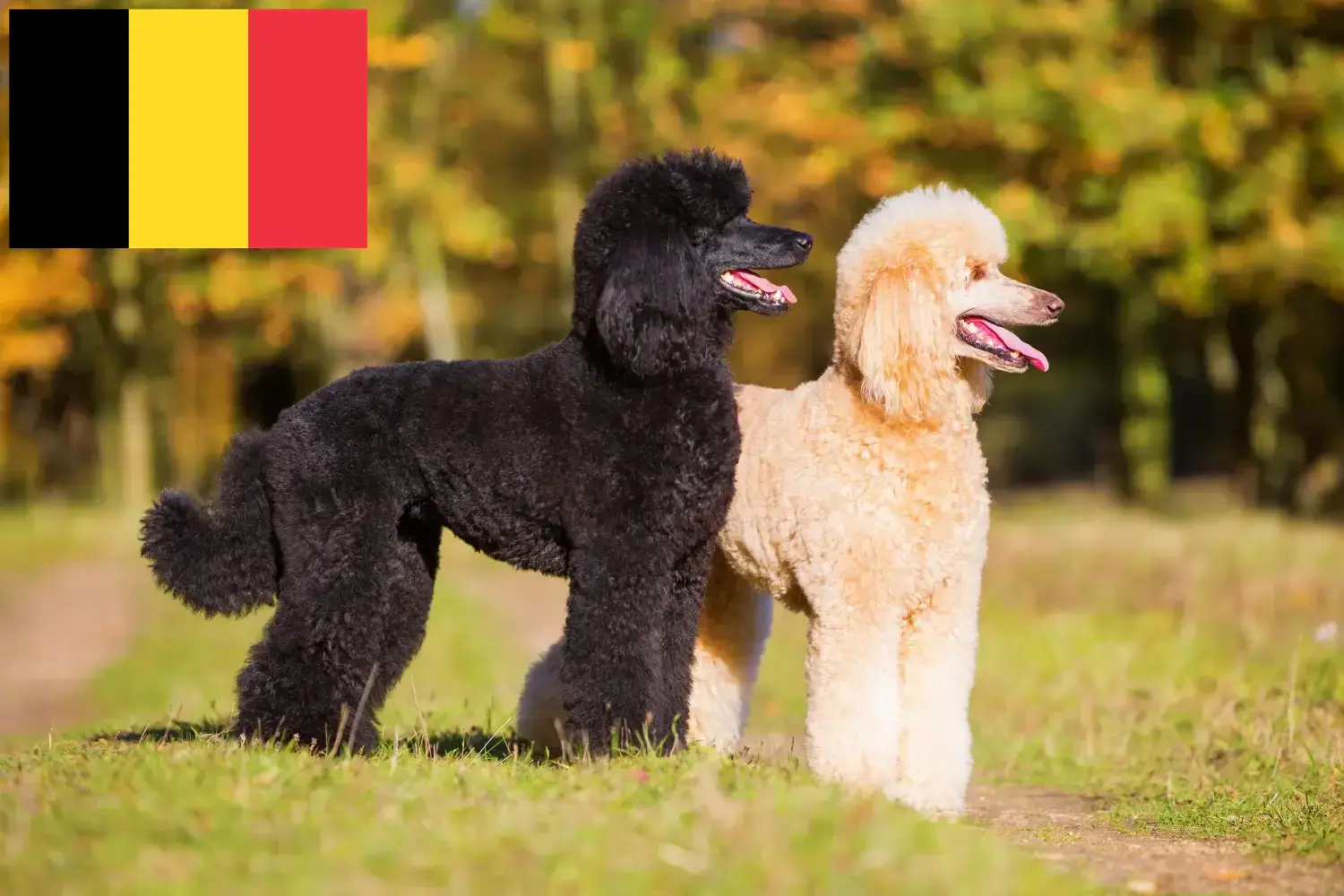 Read more about the article Poodle breeders and puppies in Belgium