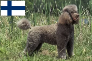 Read more about the article Poodle breeders and puppies in Finland