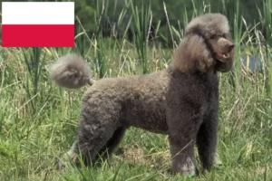 Read more about the article Poodle breeders and puppies in Poland