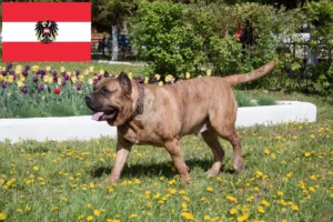 Read more about the article Presa Canario breeders and puppies in Austria